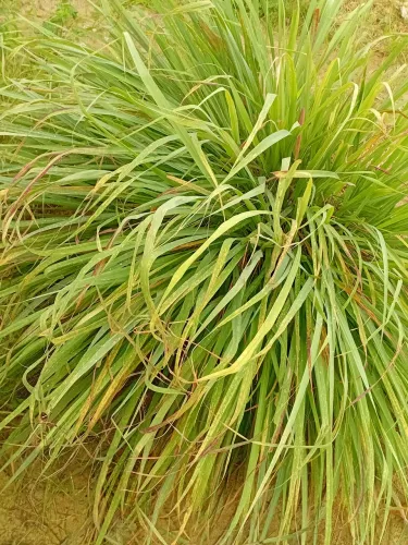 Planta medicinal caseira.capim santo/capim limao