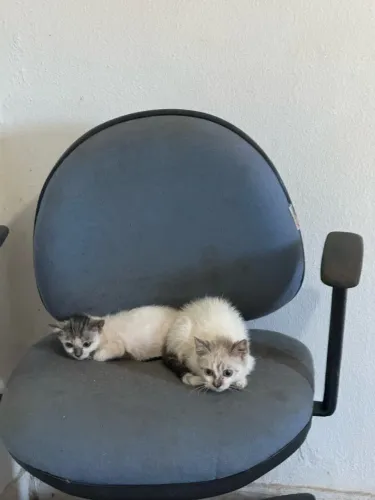 Doação gatos filhotes