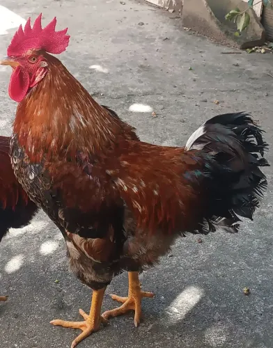Galo