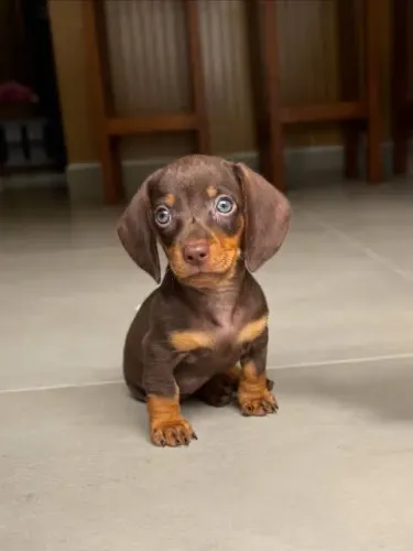 Basset dachshund fêmea chocolate