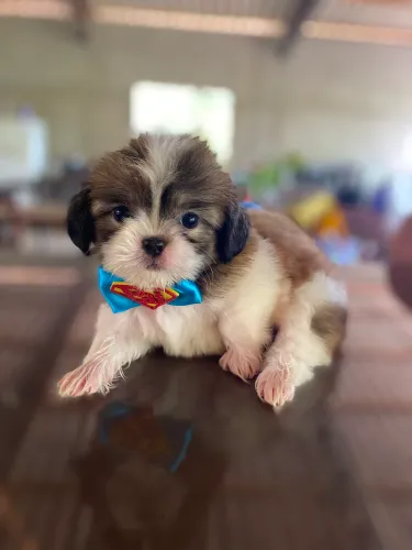 Filhote Shih Tzu