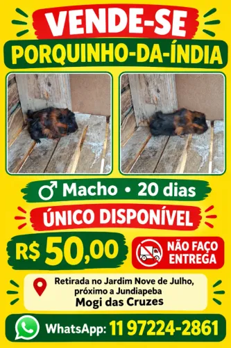 Porquinho da índia disponível