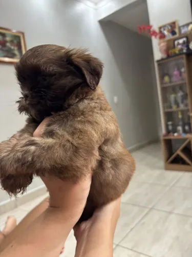 Filhote de Shih Tzu