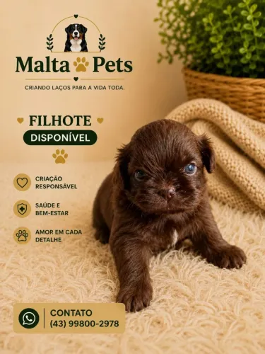 Filhotes de shihtzu fêmea e macho pra reserva