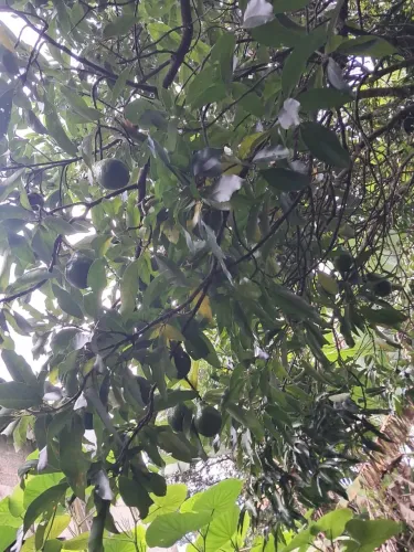 Chácara à venda em Franco da Rocha - SP | 2.219 m²