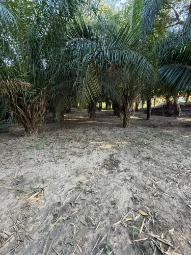 Vendo!!! Um sítio de 12 hectares produtivo  MT