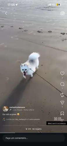 Spitz alemão fêmea atrás de macho pra cruzar!