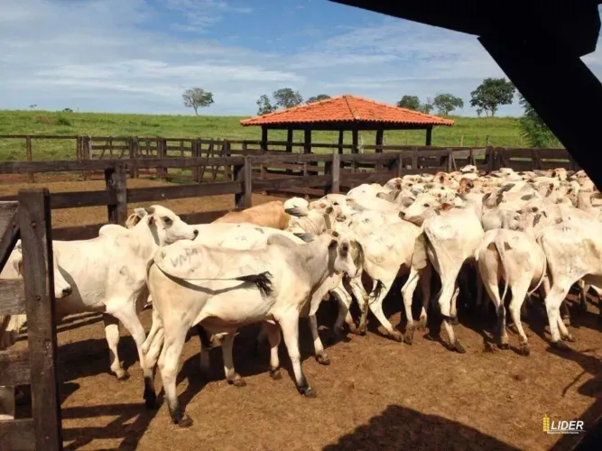 Fazenda à venda, Area rural de santa vitória - SANTA VITORIA/MG