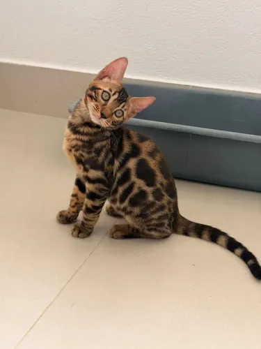 Gato Bengal 