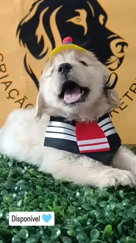 Golden Retriever filhotes disponíveis com todo cuidado