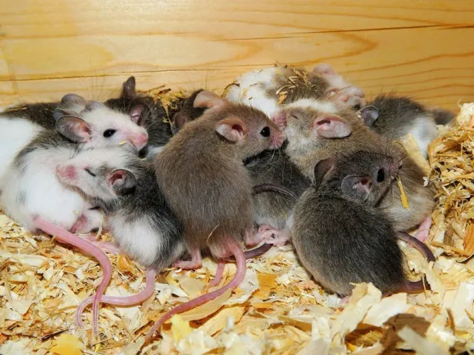 Camundongos