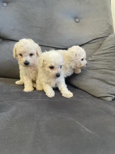 Poodle machos em até 12 x cartão 