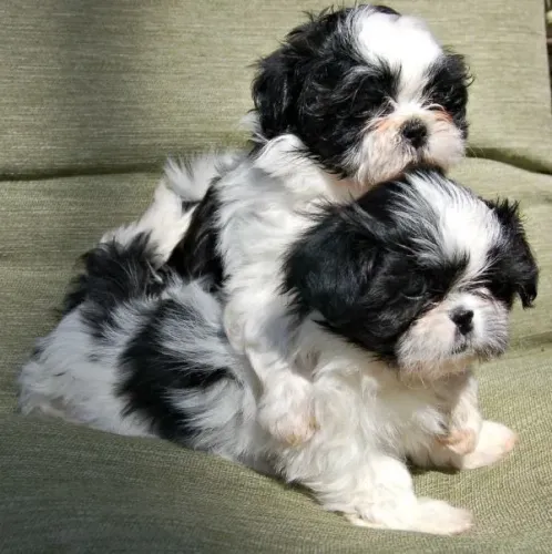 Filhotes de Shih Tzu | Amor que contagia