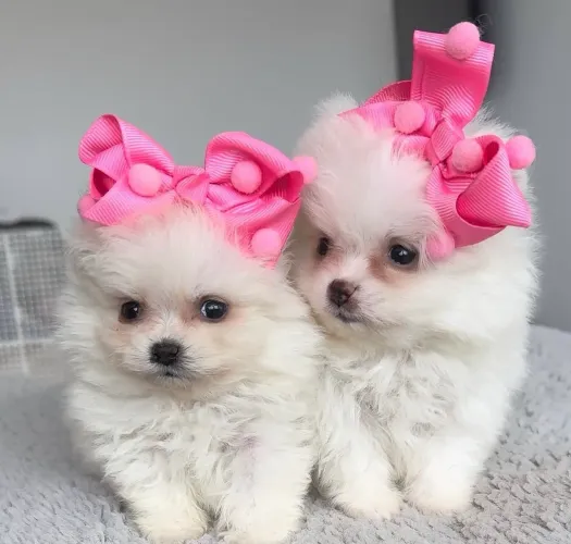 Lulu da Pomerania fêmea