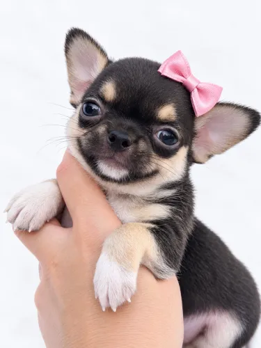 Chihuahua Pêlo Curto Fêmea - Mocinha Black tan. 