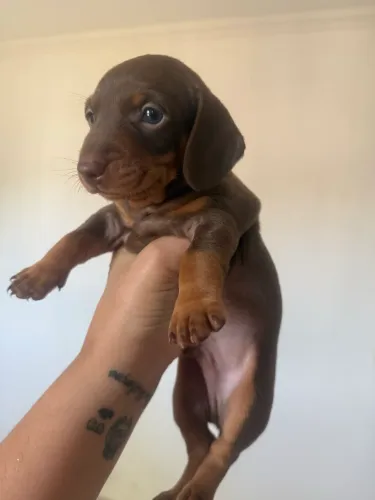 FILHOTES MACHO DACHSHUND A VENDA