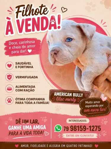 American bully micro