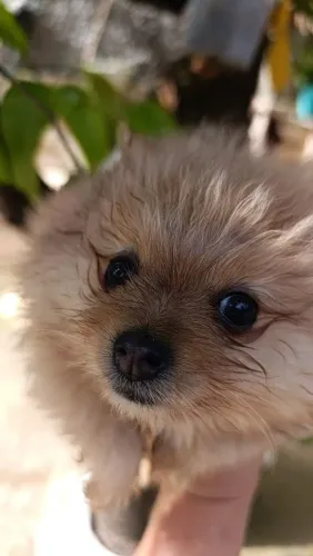 Linda lulu da pomerania anão femea disponível