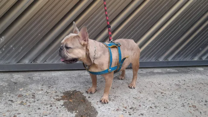 Macho exótico Buldog francês adulto 