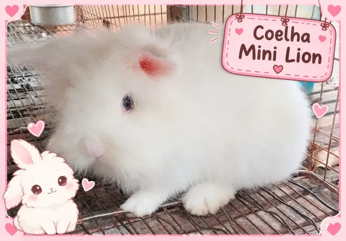 Coelha Mini Lion