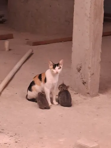 Filhotes de Gatos para Adoção