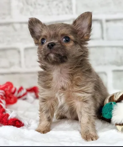 Chihuahua: Filhotes vacinados, vermifugados e cheios de saúde.