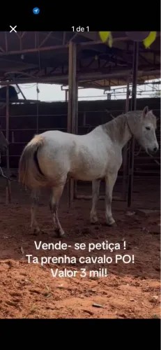 Egua petica