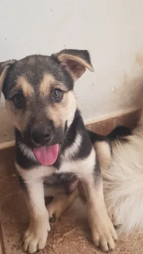 Filhote cachorro