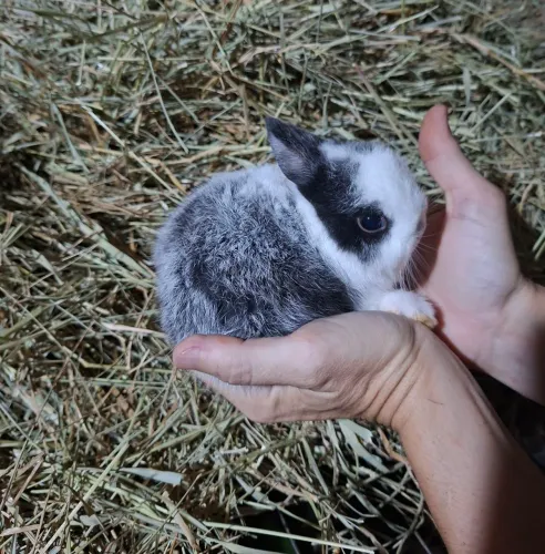 Filhote de coelho anão netherland menor raça que existe