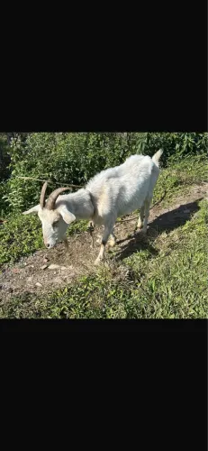 Cabrita