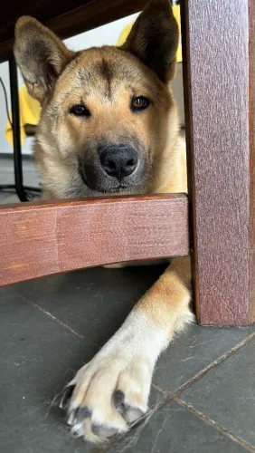 Doação: akita fêmea 1 ano