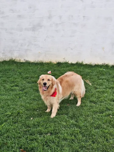 Golden Retriever (Macho) para cruza