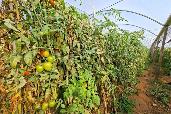 SITIO EM SERRA NEGRA com 73.000 m2 , 04 quartos , com área produtiva de: TOMATE , CAFÉ E M
