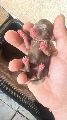 Pinscher miniatura número 0 cor chocolate fêmea e macho