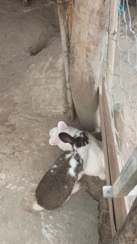 Animais de estimação 