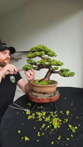 Bonsai de Procumbens