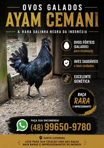 Ovo galado