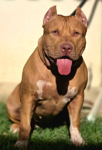 PIT MONSTER FÊMEA LUNA COM PEDIGREE IBC DISPONÍVEL