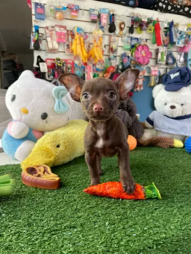 Pinscher machinho chocolate 