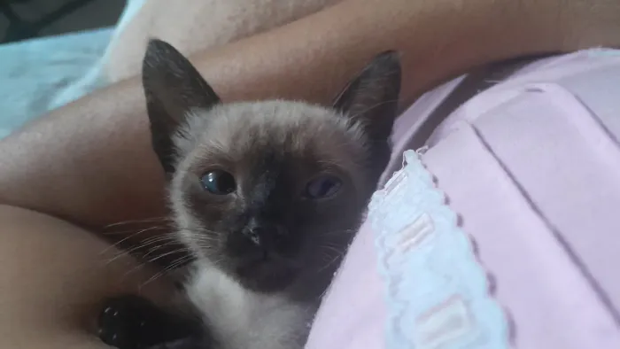 Gato para adoção