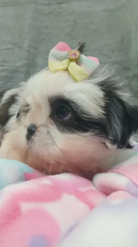 SHIH TZU FÊMEA ?