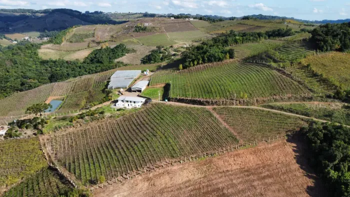 Área de terras 11 hectares, sendo 3,6 de videiras - Monte Belo do Sul - RS