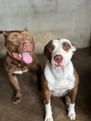 Casal de Pitbull a venda
