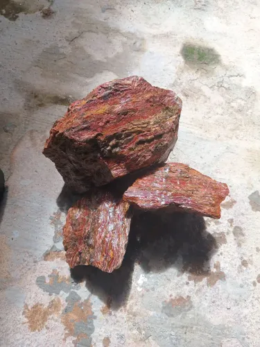 Madeira petrificada 