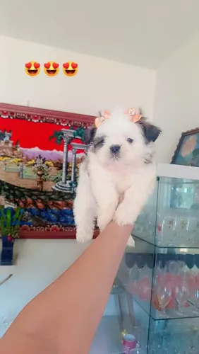 PROMOÇÃO FILHOTES FEMEAS MINI SHIH TZU 