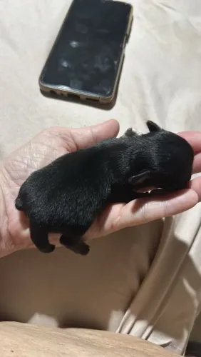 Filhote de Chihuahua