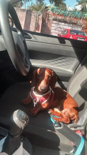 Disponível filhotes de cachorro dachshund ( salcicha )