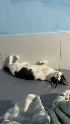 Gato Frajola