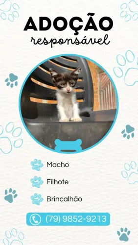 Gatinho filhote macho 1 mês