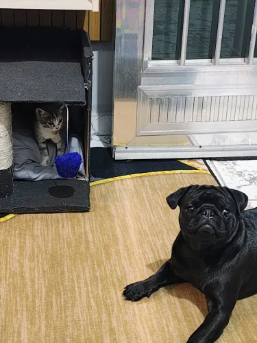 PUG FEMEA ADULTA
